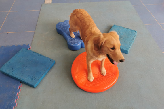 giocomotricità cane fisioterapia