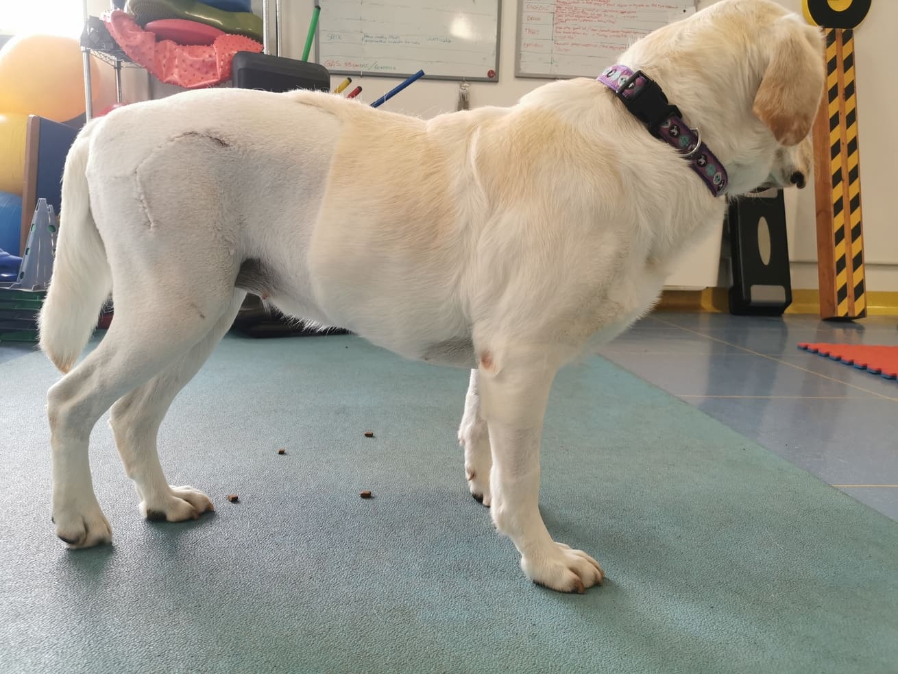 visita fisiatrica cane animal wellness cuneo torino