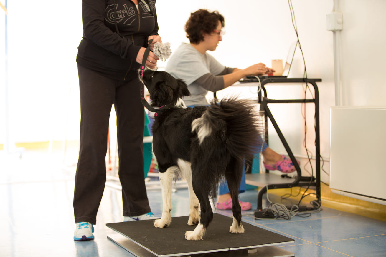 animal wellness visita fisiatrica cani