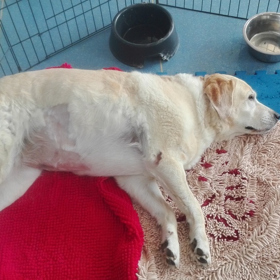 cane in sovrappeso, animal wellness fisioterapia