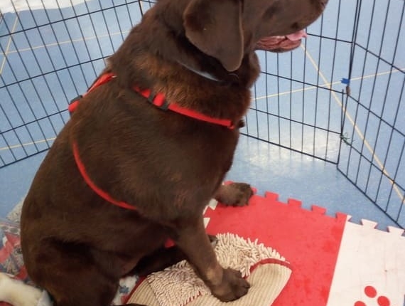 Controllo peso animal wellness Emma prima-1 cane in sovrappeso, animal wellness fisioterapia