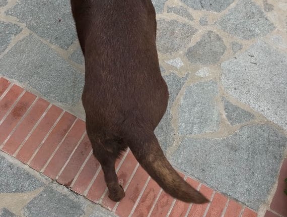 Controllo peso animal wellness emma dopo peso forma cane, animal wellness fisioterapia