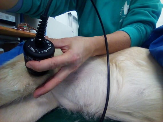O.P.A.F. THERAPY animal wellness fisioterapia cane