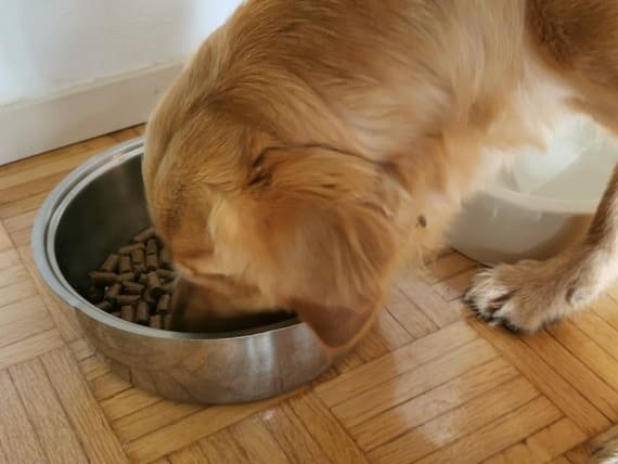 nutrizionista cane e gatto animal wellness-2