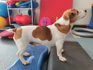 osteoartite cane allenamento