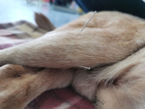 osteoartite cane terapie alternative