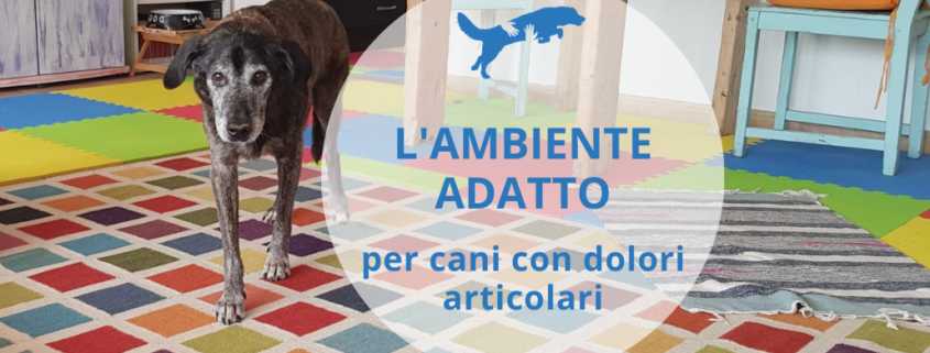 ambiente adatto ai cani con dolori articolari