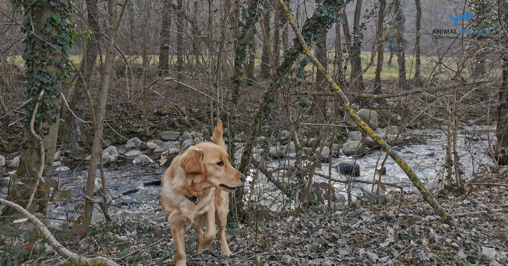 attività fisica cane artrosi