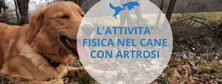 il mio cane ha l'artrite che movimenti può fare