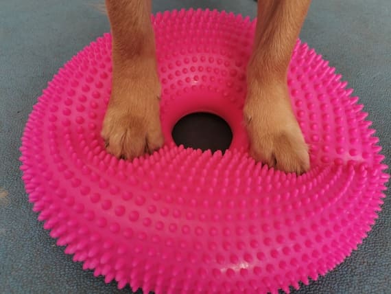 allenamento cane sportivo agility allenamento cane sportivo agility