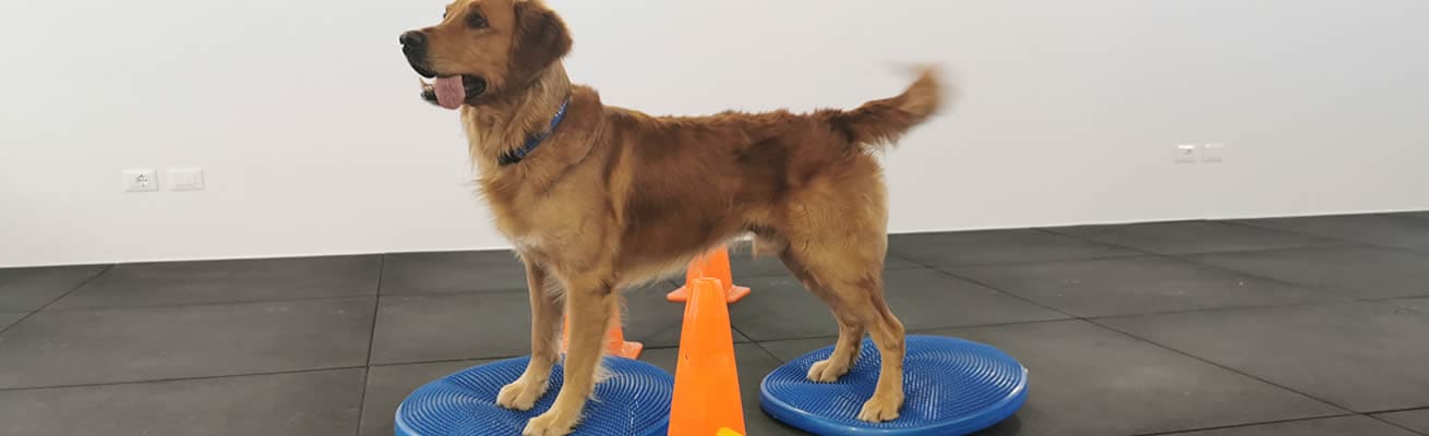 allenamento cani sportivi animal wellness allenamento cani sportivi animal wellness