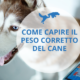 capire il peso corretto del cane