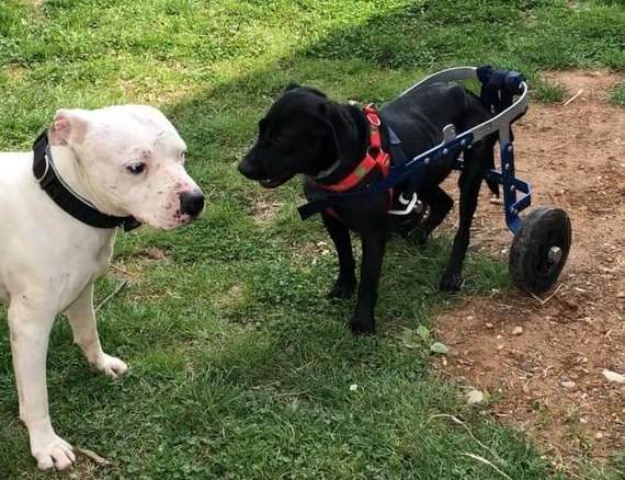 carrellini su misura per cani e gatti carrellini su misura per cani e gatti