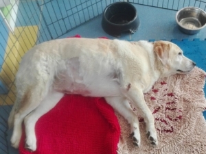 osteoartite cane controllo del peso