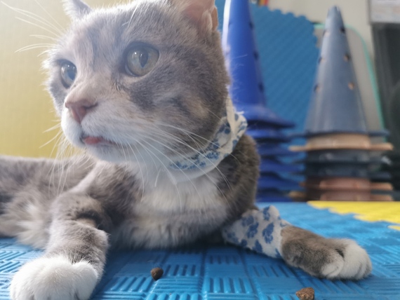 degenza car friendly animal wellness