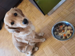 osteoartite cane dieta e nutrizione