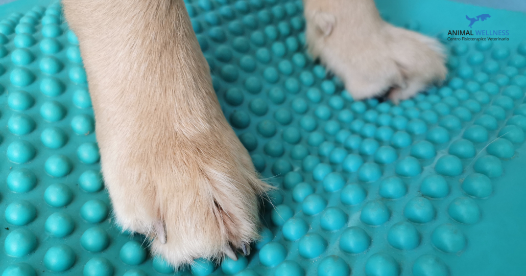 esercizi per cani con artrosi