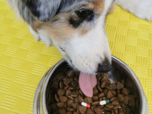 osteoartite cane farmaci