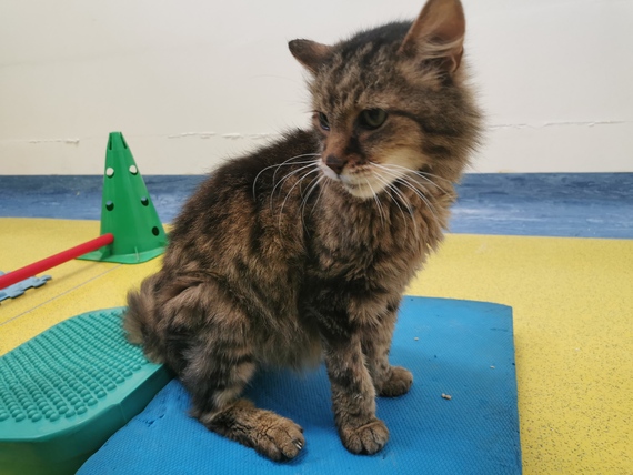 riabilitazione gatto animal wellness