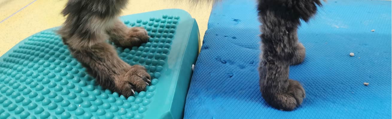 fisioterapia gatto animal wellness