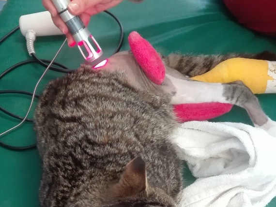 fisioterapia laser gatto animal wellness