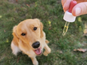 osteoartite cane integratori