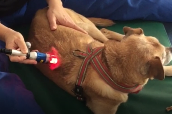 laser terapia fisioterapia cane schiena