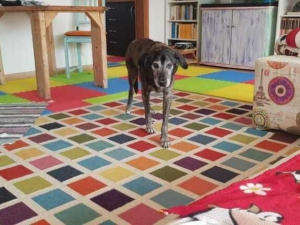 osteoartite cane modificazioni ambientali