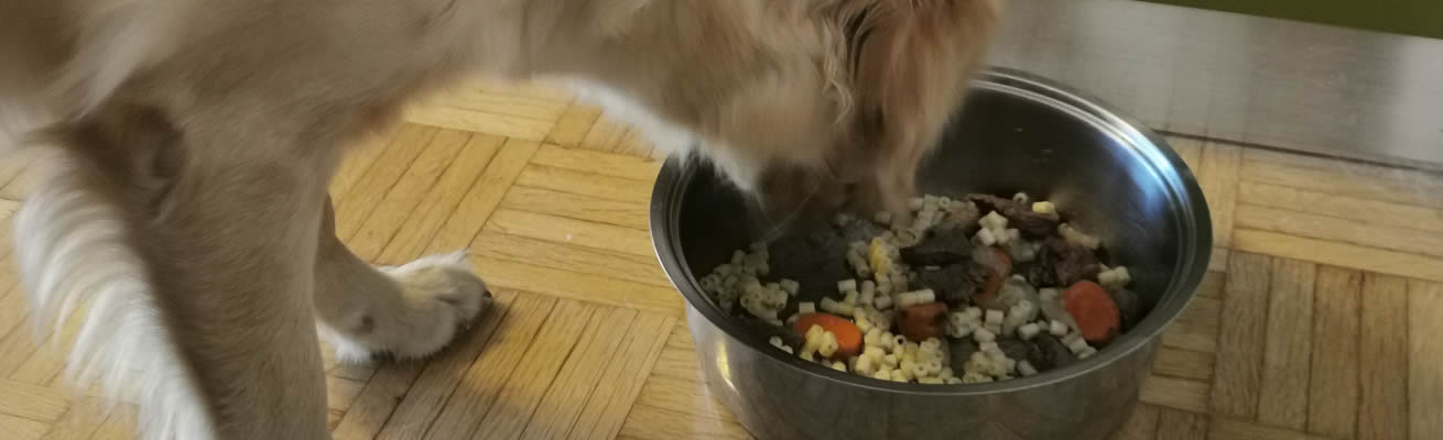nutrizione cane animal wellness