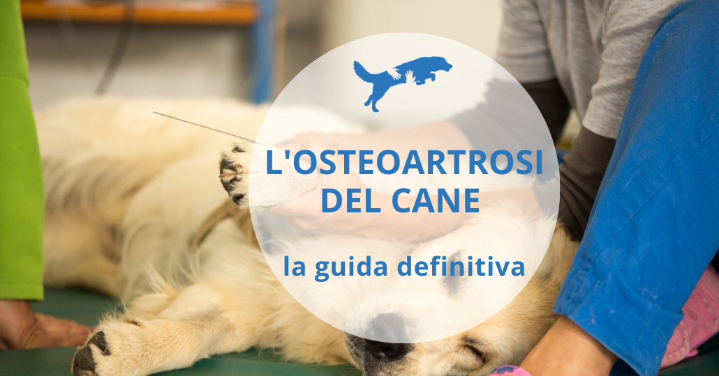 osteoartrosi del cane la guida definitiva