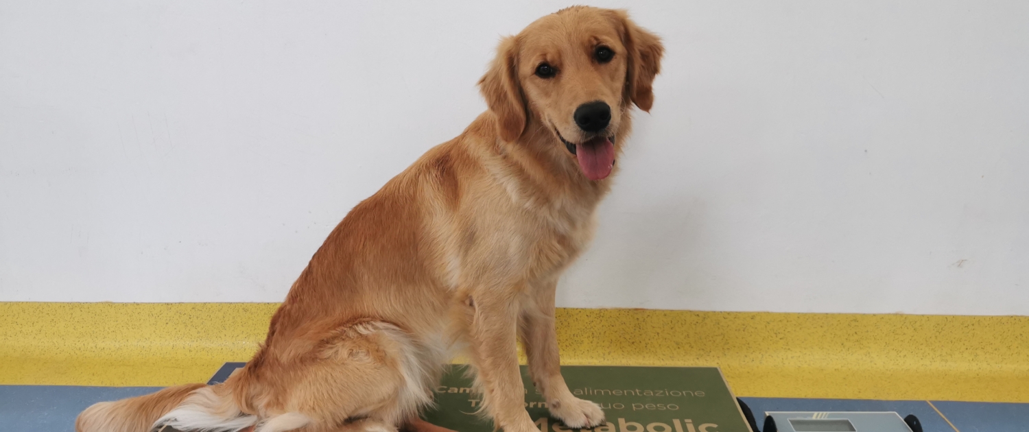 peso forma cane peso forma cane