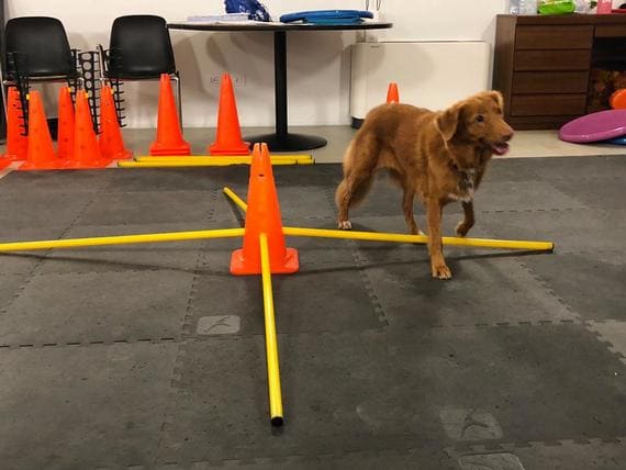 allenamento cane atleta animal wellness allenamento cane atleta animal wellness