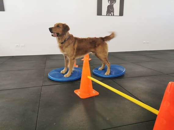 programmi allenamento cane atleta programmi allenamento cane atleta