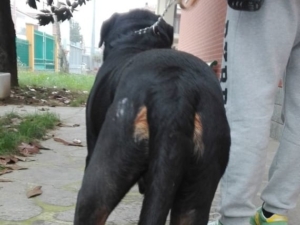 osteoartite cane dolore