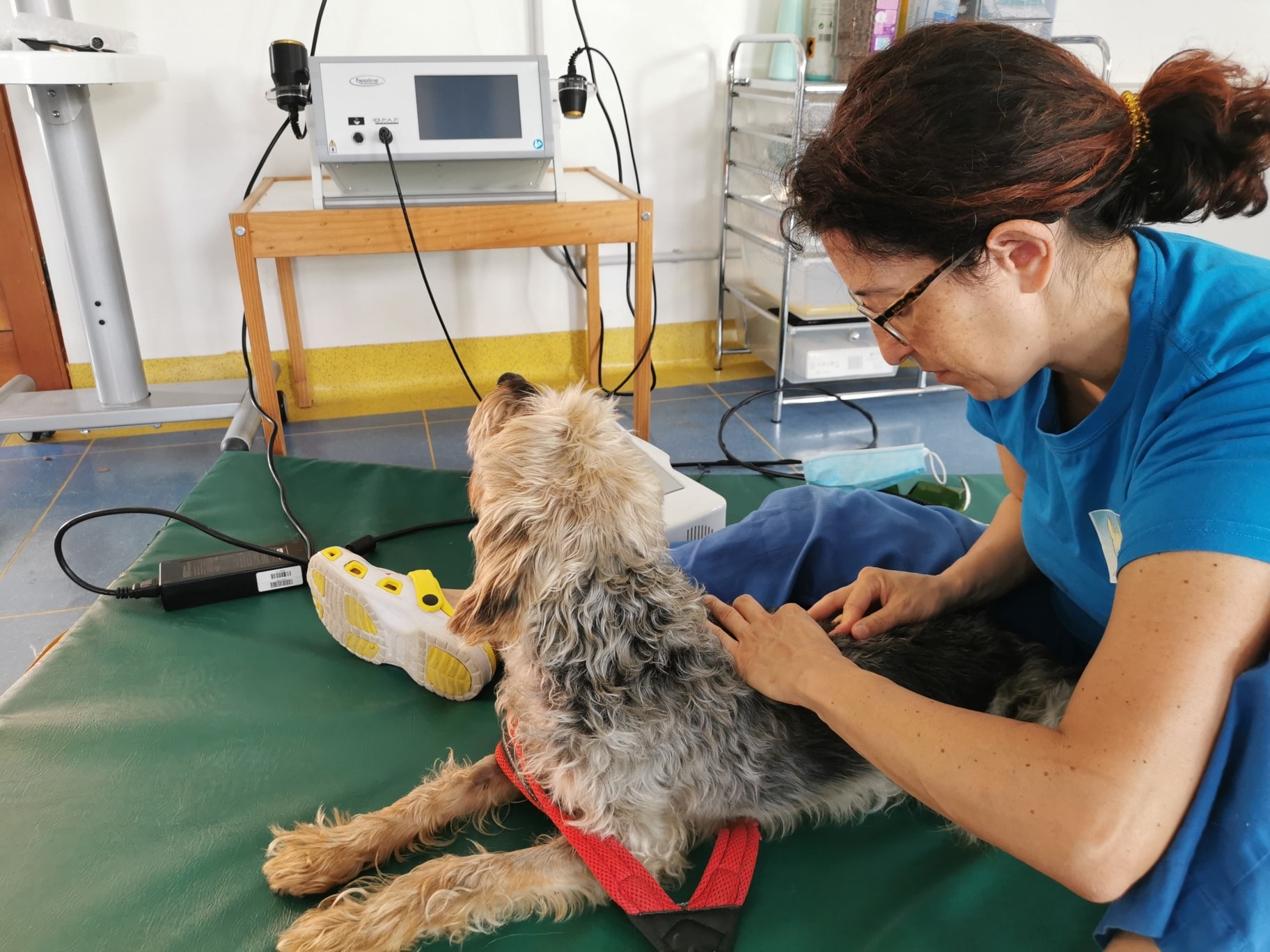 terapia manuale artrosi cane