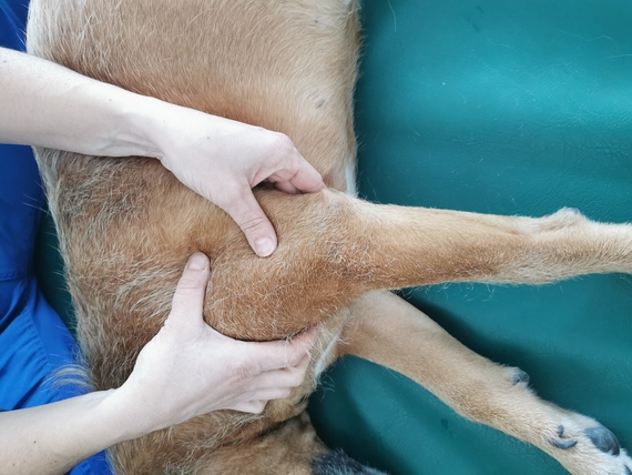 fisioterapia per cani terapie manuali