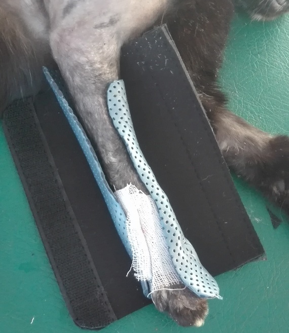 tutore per zampa gatto tutore per zampa gatto