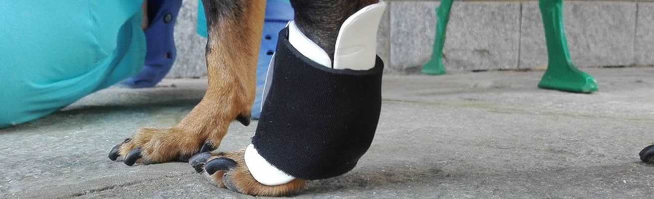 tutore per cane animal wellness tutore per cane animal wellness
