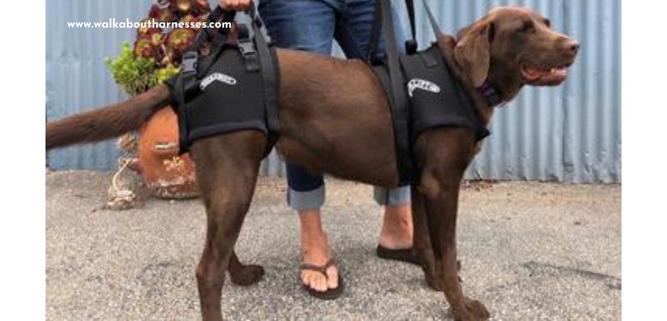 imbracatura per cani