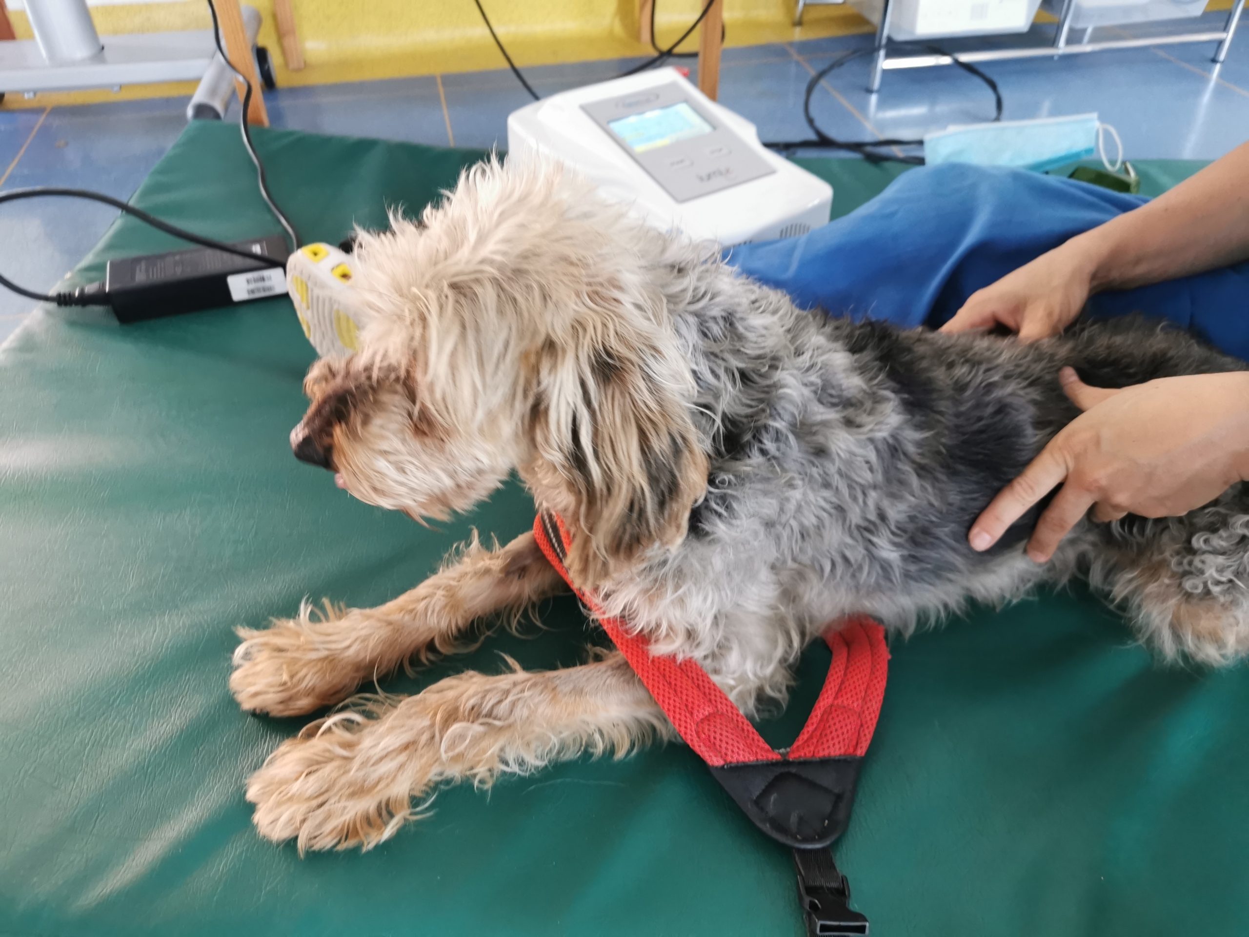 visitapreventiva visita muscoli e articolazione cane