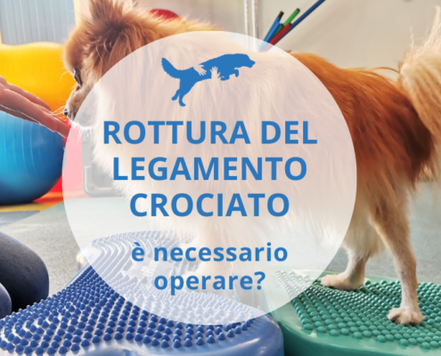 legamento crociato cane quando operare