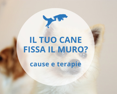 il tuo cane fissa il muor
