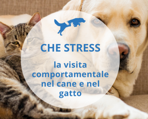 stress cane gatto