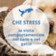 stress cane gatto