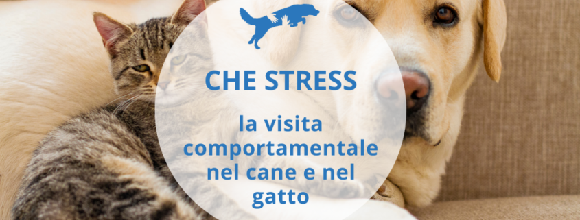 stress cane gatto