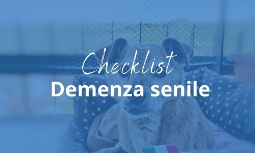 demenza senile cane demenza senile cane