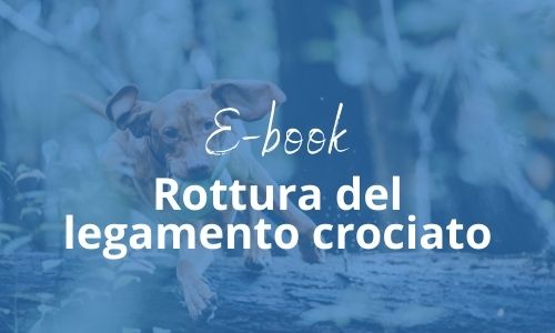 rottura legamento crociato cane rottura legamento crociato cane