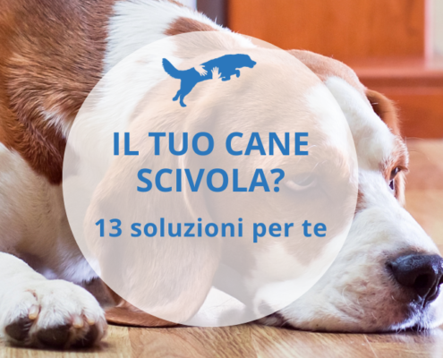 cane scivola in casa