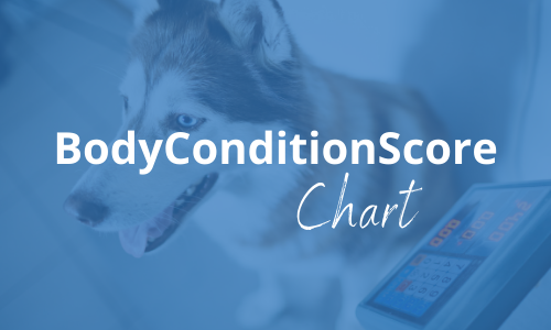 controlla il peso del tuo cane body condition score