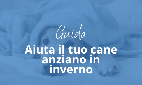 cane anziano inverno cane anziano inverno